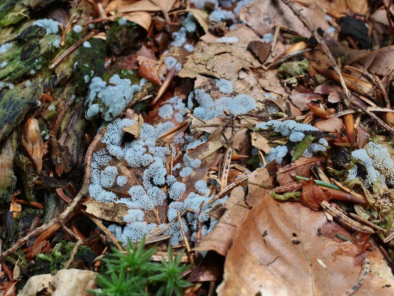 Ceratiomyxa porioides