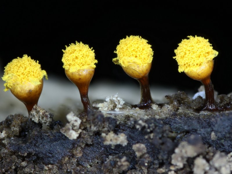 Hemitrichia calyculata?