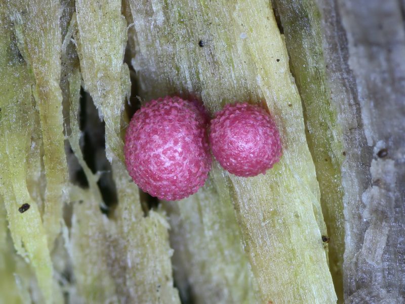 Lycogala exiguum