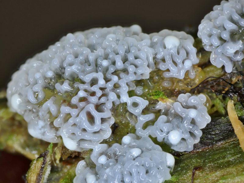 Ceratiomyxa porioides