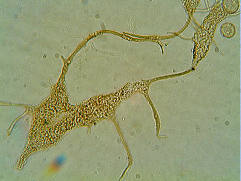 Cribraria sp.