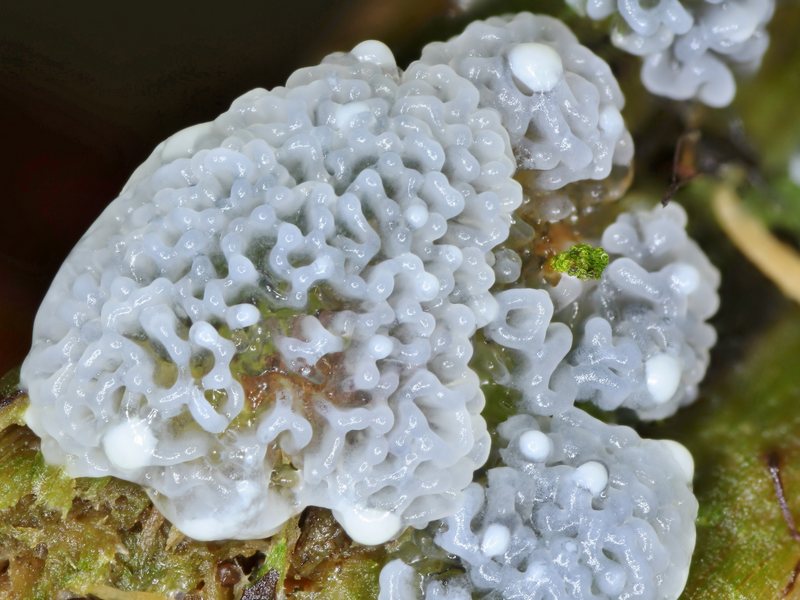 Ceratiomyxa porioides