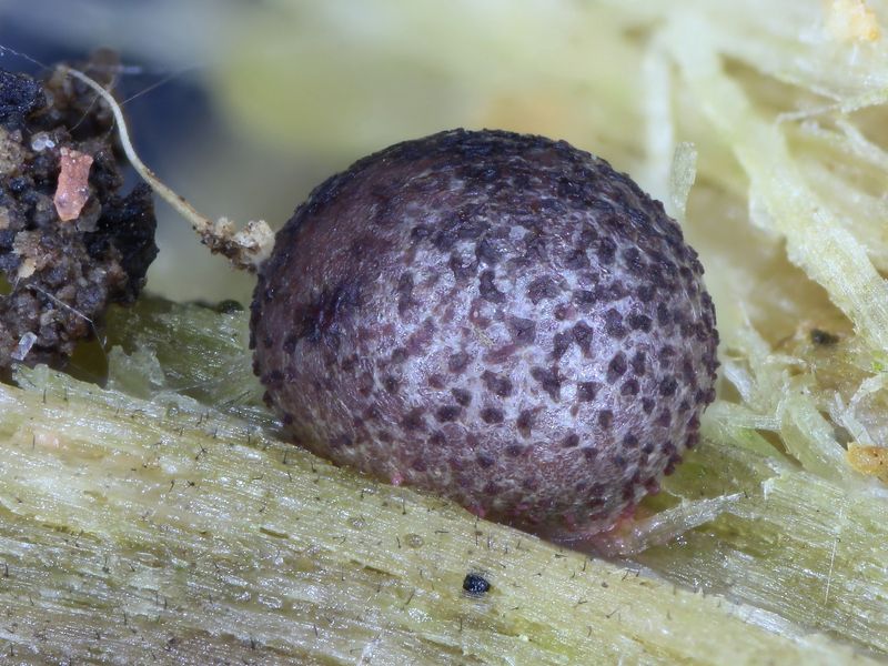 Lycogala exiguum