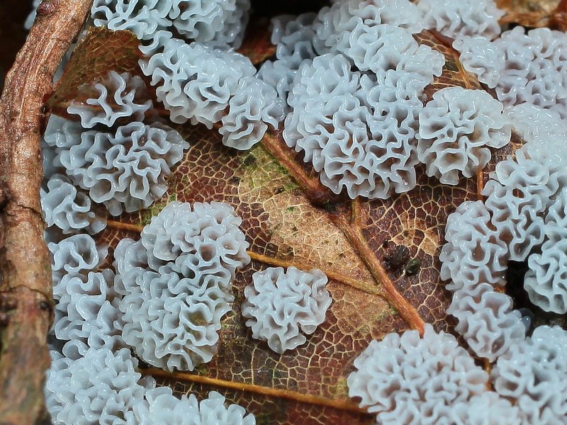 Ceratiomyxa porioides