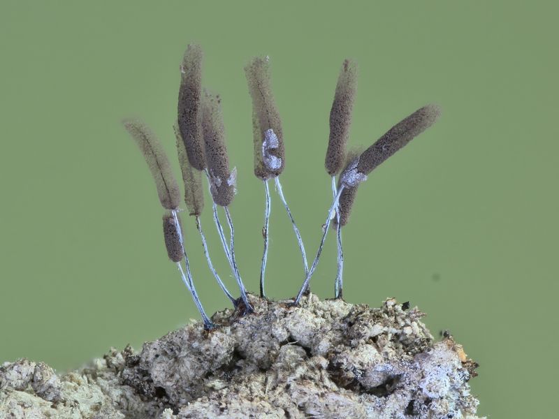 Stemonitopsis typhina