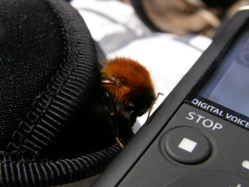 Bombo curioso (Bombus pascuorum)