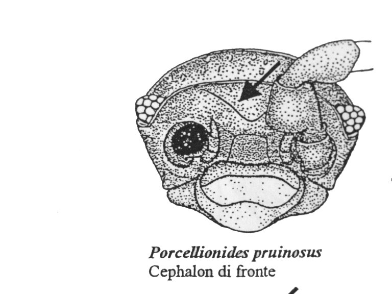 Porcellio dilatatus da Usini