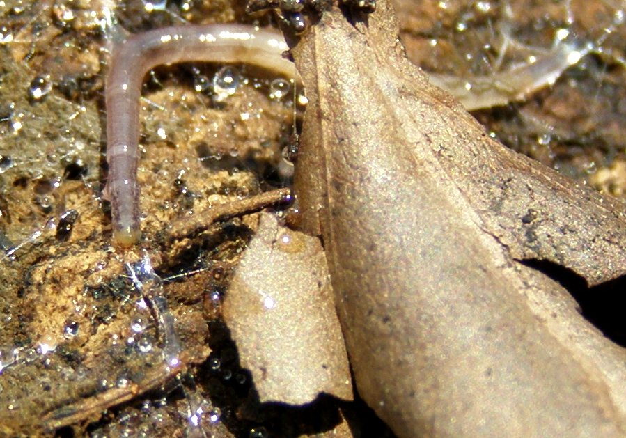 Larva in galleria di gocce