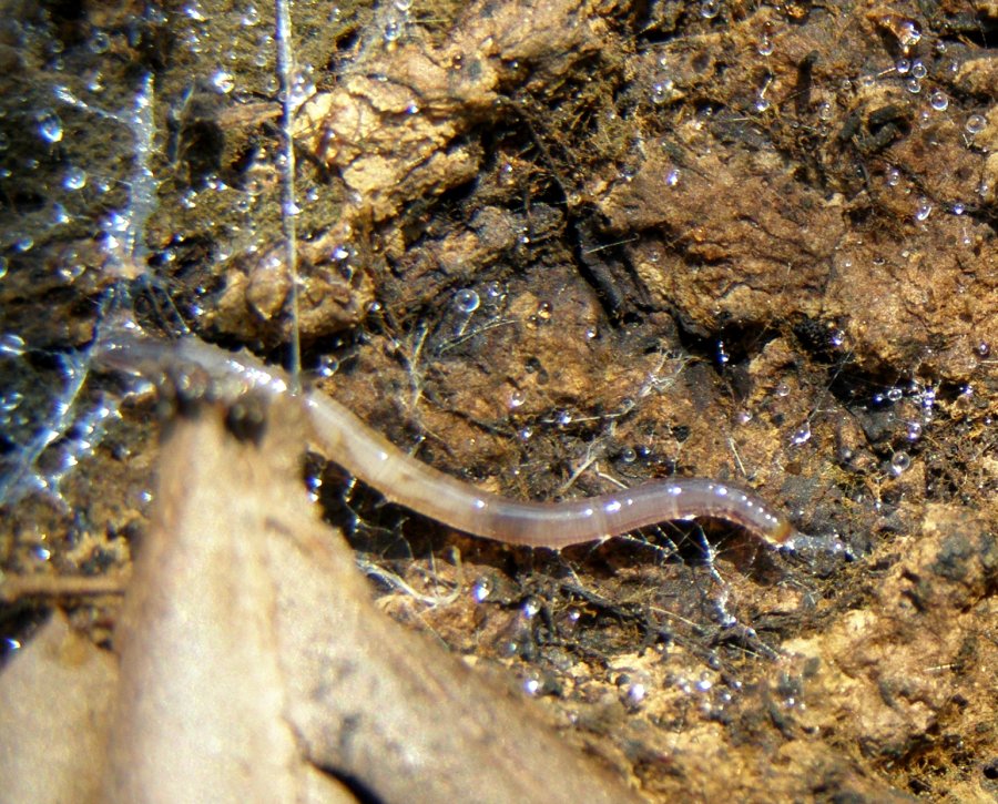 Larva in galleria di gocce