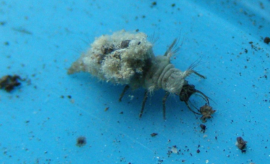Larva di neurottero (Non  la solita Dichochrysa)