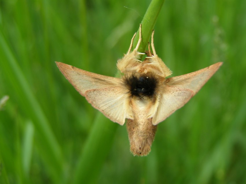 Falena in display