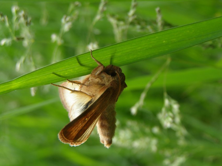 Falena in display