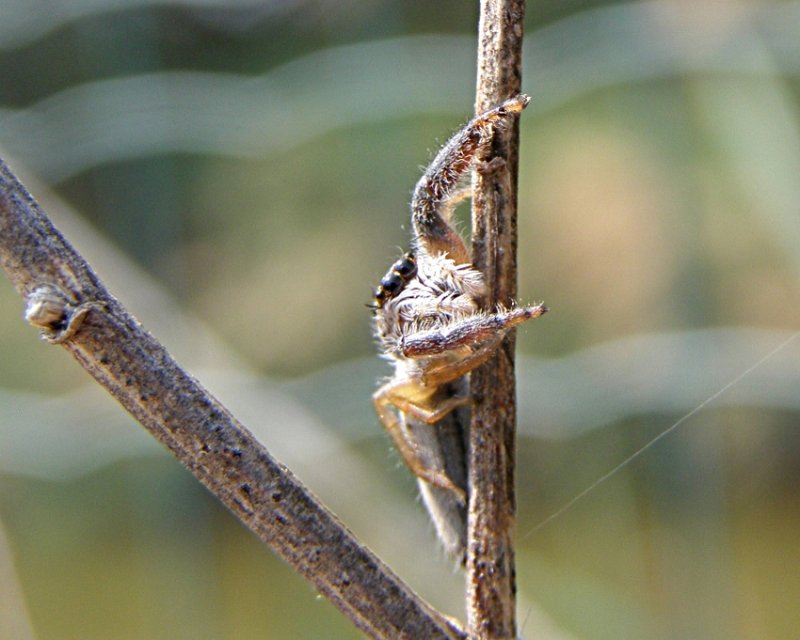 Mendoza canestrinii