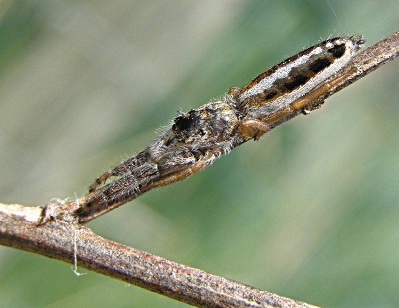 Mendoza canestrinii