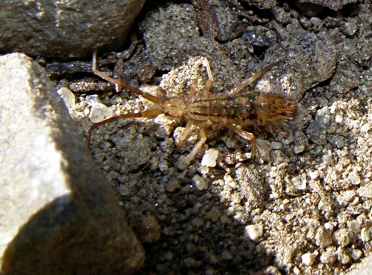 Orchesella flavescens?