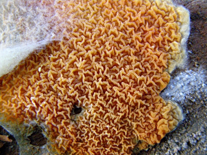 Arancione e strano (Leucogyrophana mollusca)