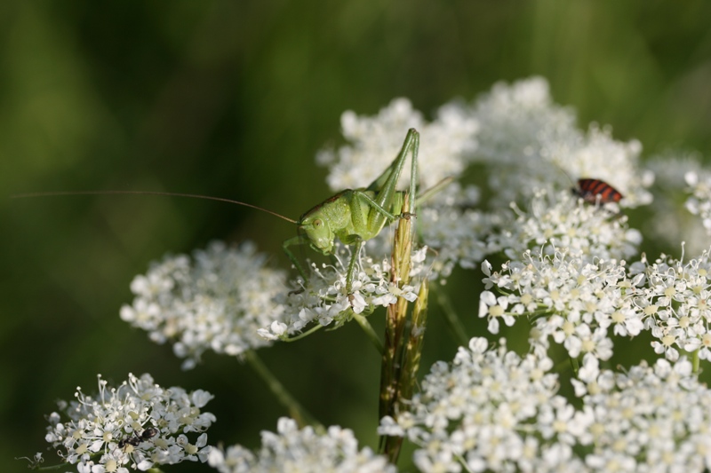 Phaneroptera sp.? No. Tettigonia sp.