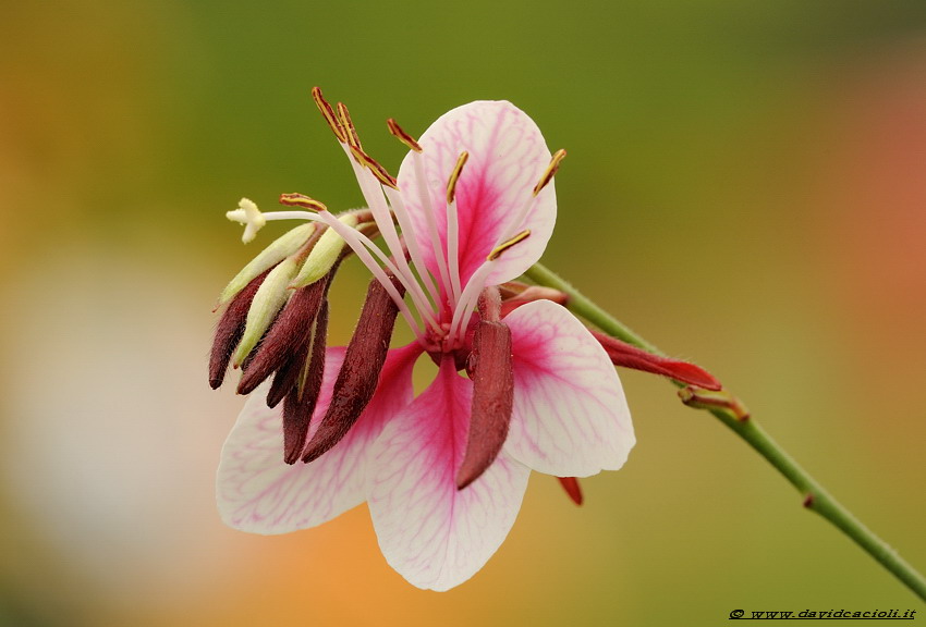 Gaura lindheimeri