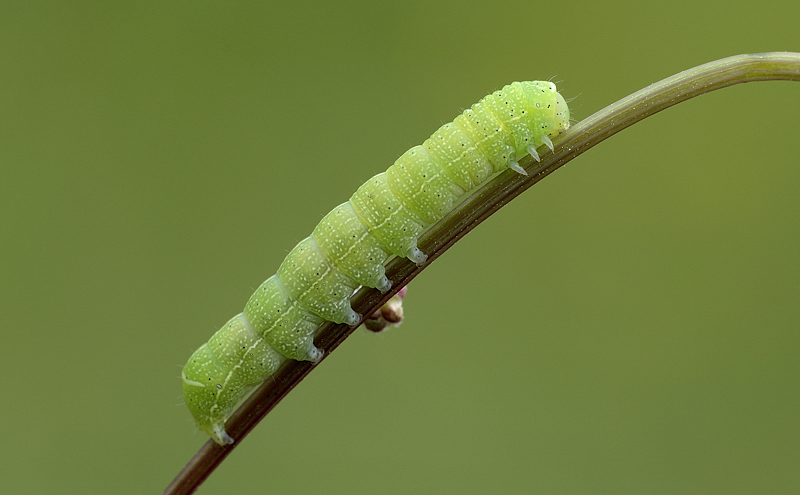 bruco da identificare