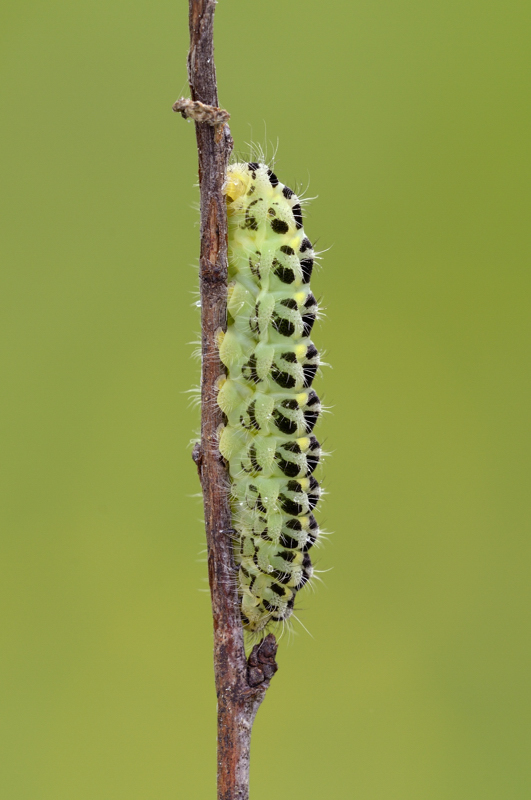 bruco da identificare