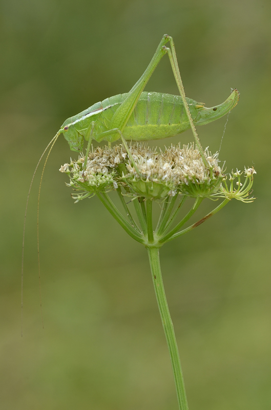 tettigonia? No. Phaneropteridae