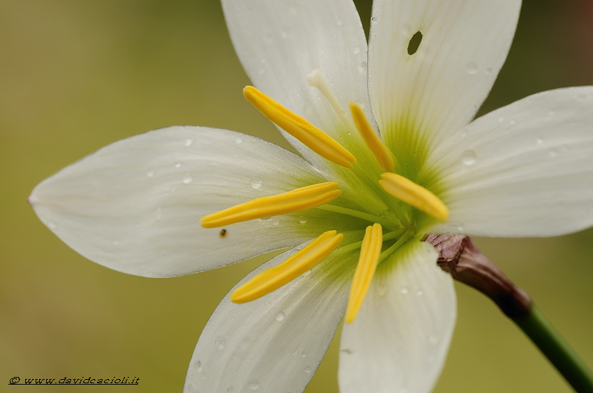 Zephyranthes candida