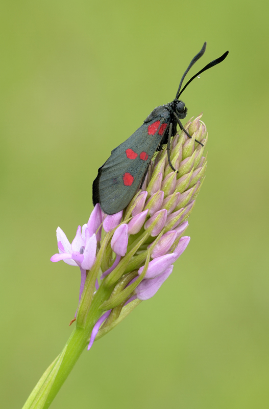 Zygaena filipendulae???