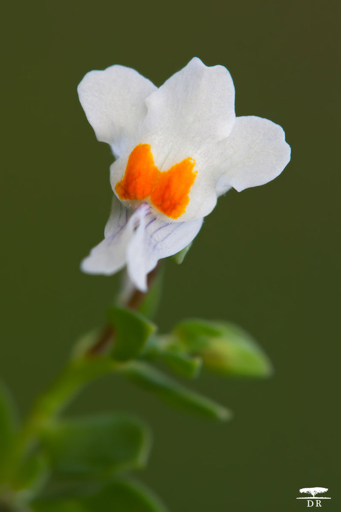 Sicilia- Aprile - Linaria reflexa?