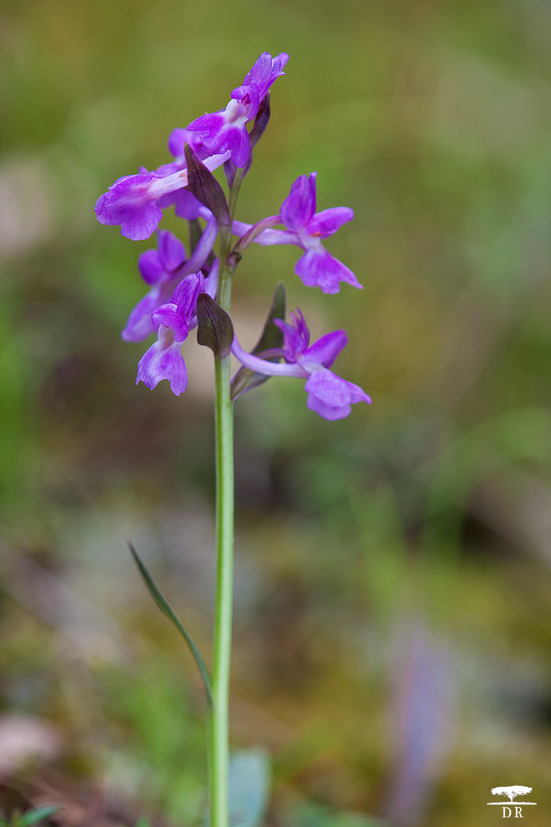 Dactylorhiza romana - Monte Minardo (CT)