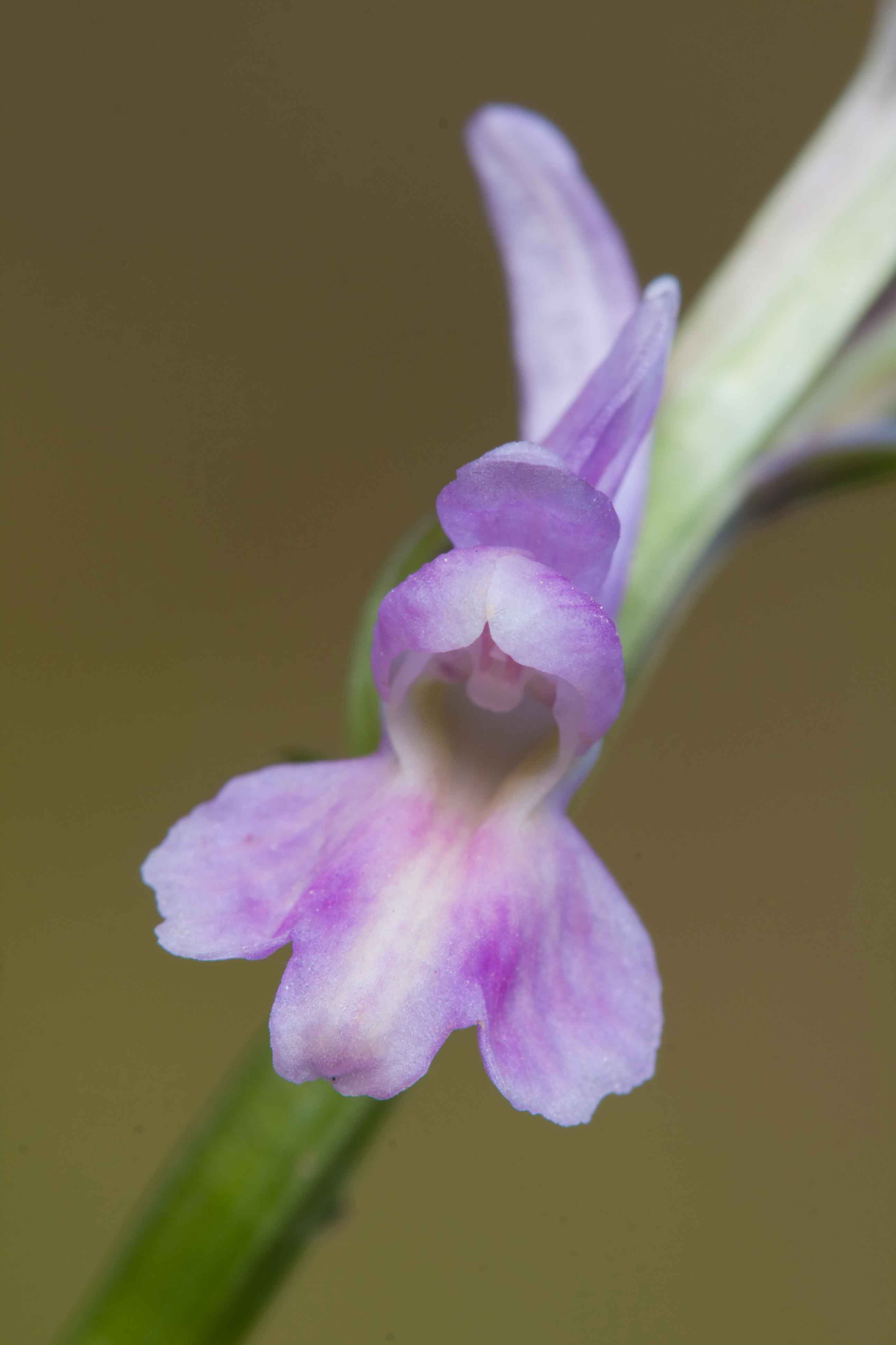 Dactylorhiza romana - Monte Minardo (CT)