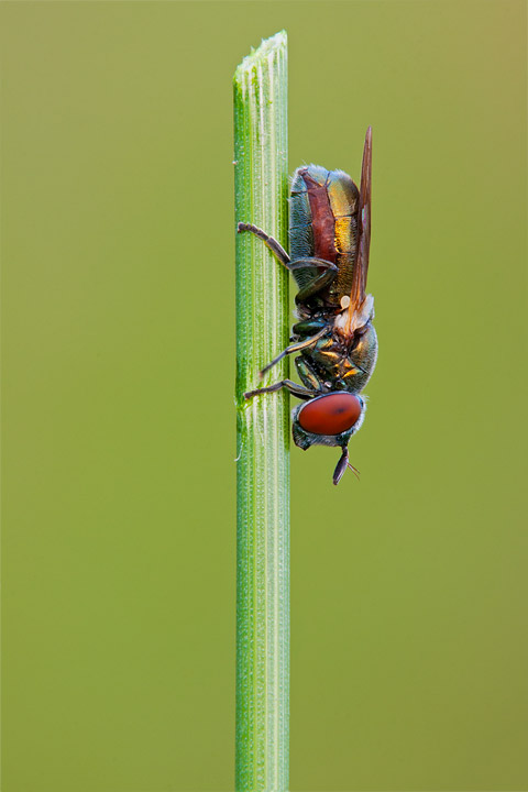 Riponnensia longicornis (Syrphidae)