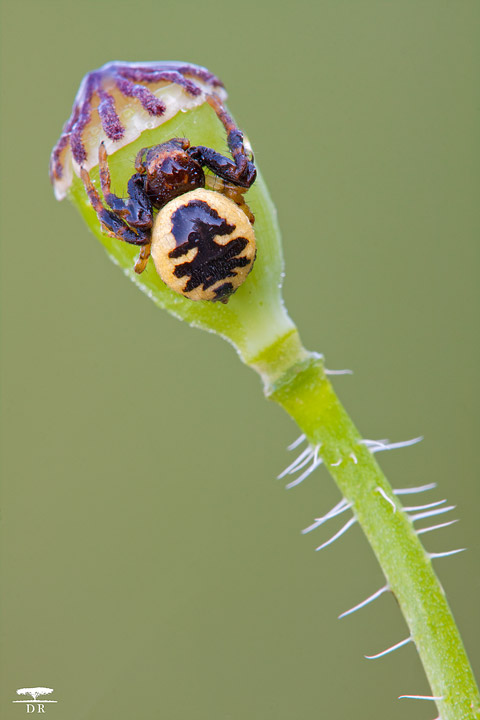 Synema globosum