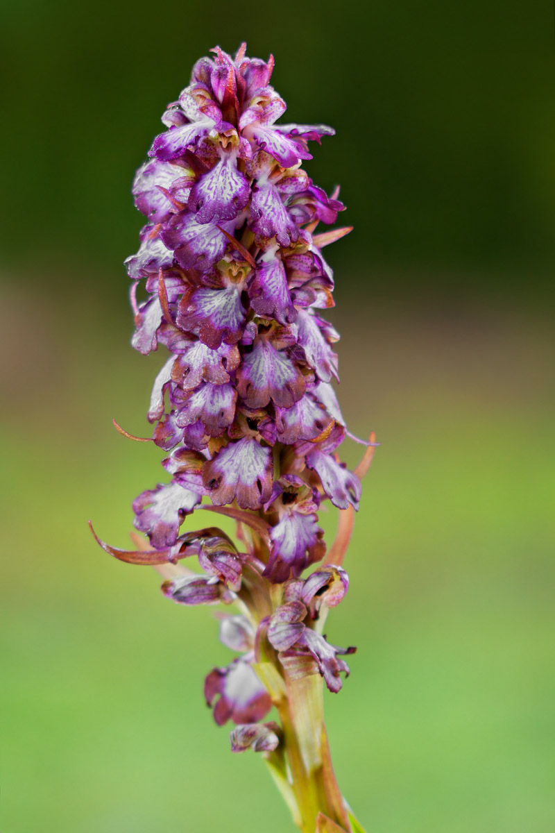 Barlia Robertiana: domanda