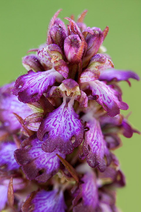 Barlia Robertiana: domanda