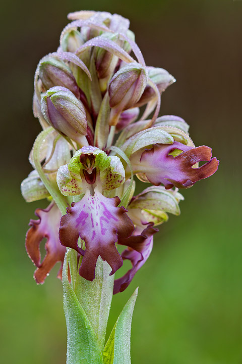 Barlia Robertiana: domanda