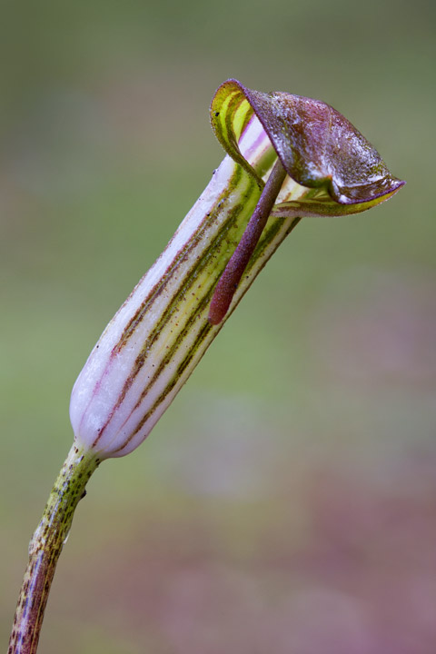 Arisarum vulgare