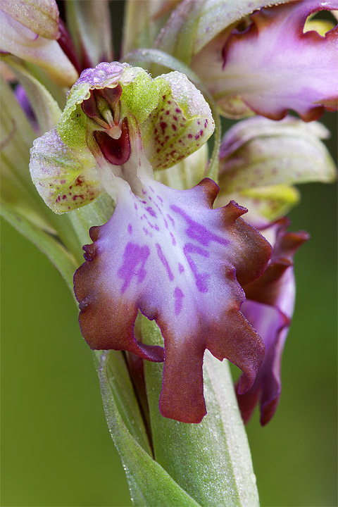 Barlia Robertiana: domanda