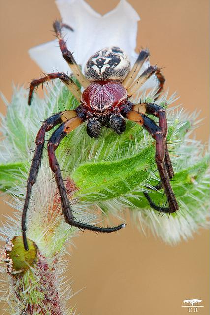 Larinioides cf. cornutus