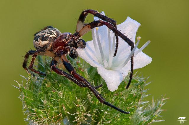 Larinioides cf. cornutus