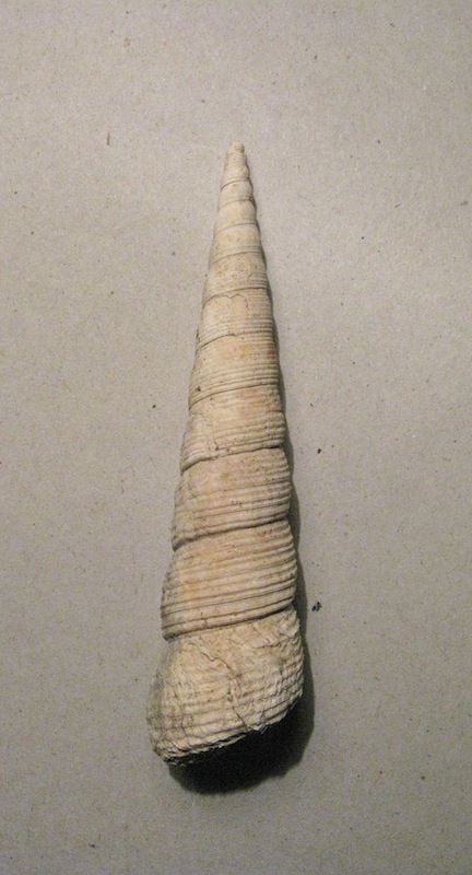 Turritella tornata (Brocchi, 1814)