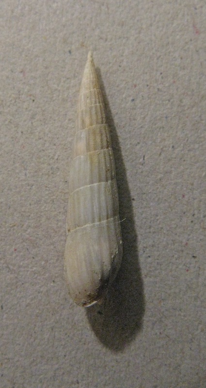 Hastula costulata (Borson, 1820)