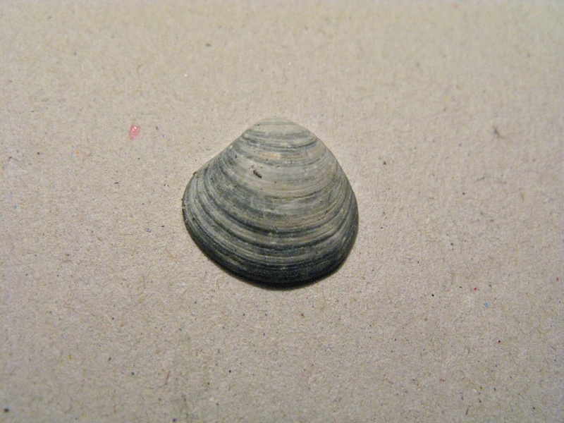 Bivalve pliocenico 01