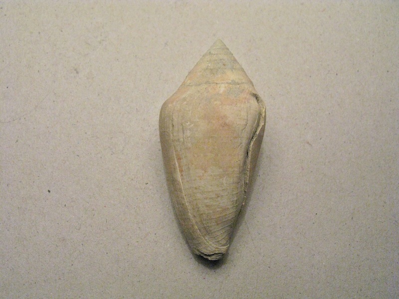 Conus pelagicus (Brocchi, 1814)