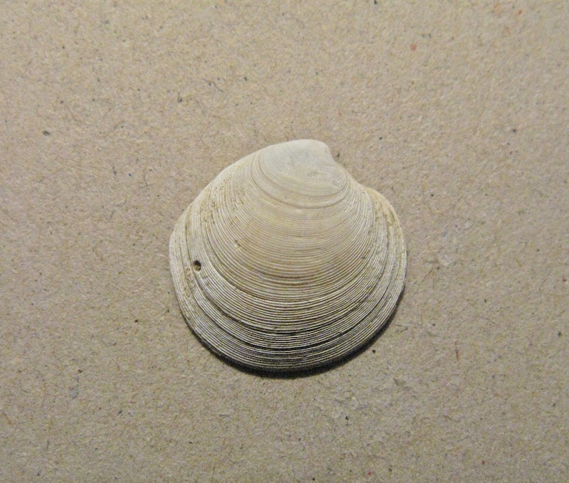 Bivalve pliocenico 03