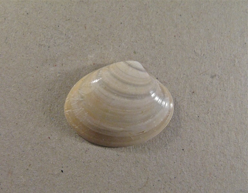 Bivalve pliocenico 04