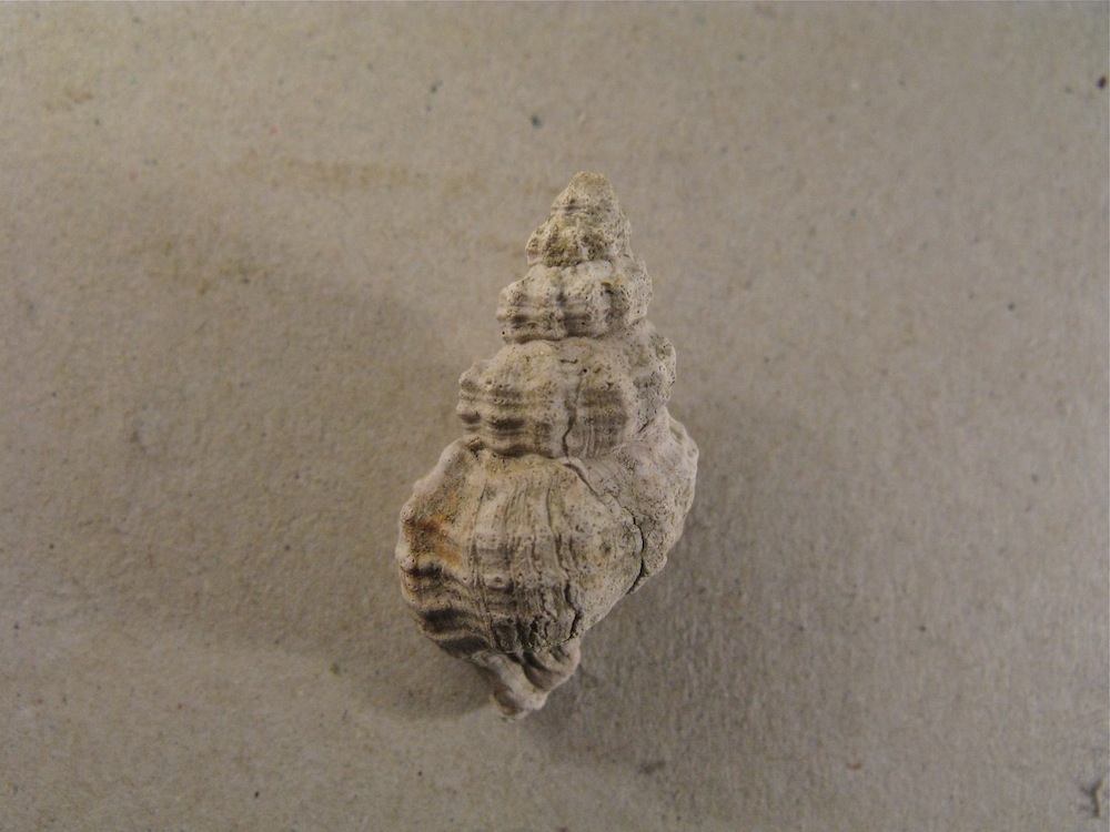 Gasteropode pliocenico 15