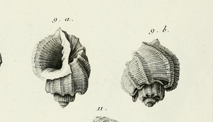 Trigonostoma ampullaceum (Brocchi, 1814)