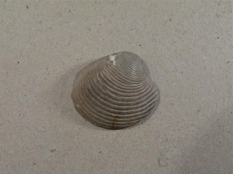 Bivalve del Calabriano