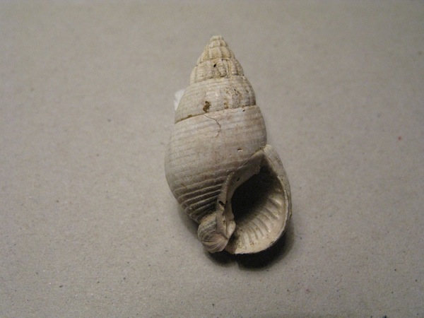 Nassarius turritus (Borson, 1820)