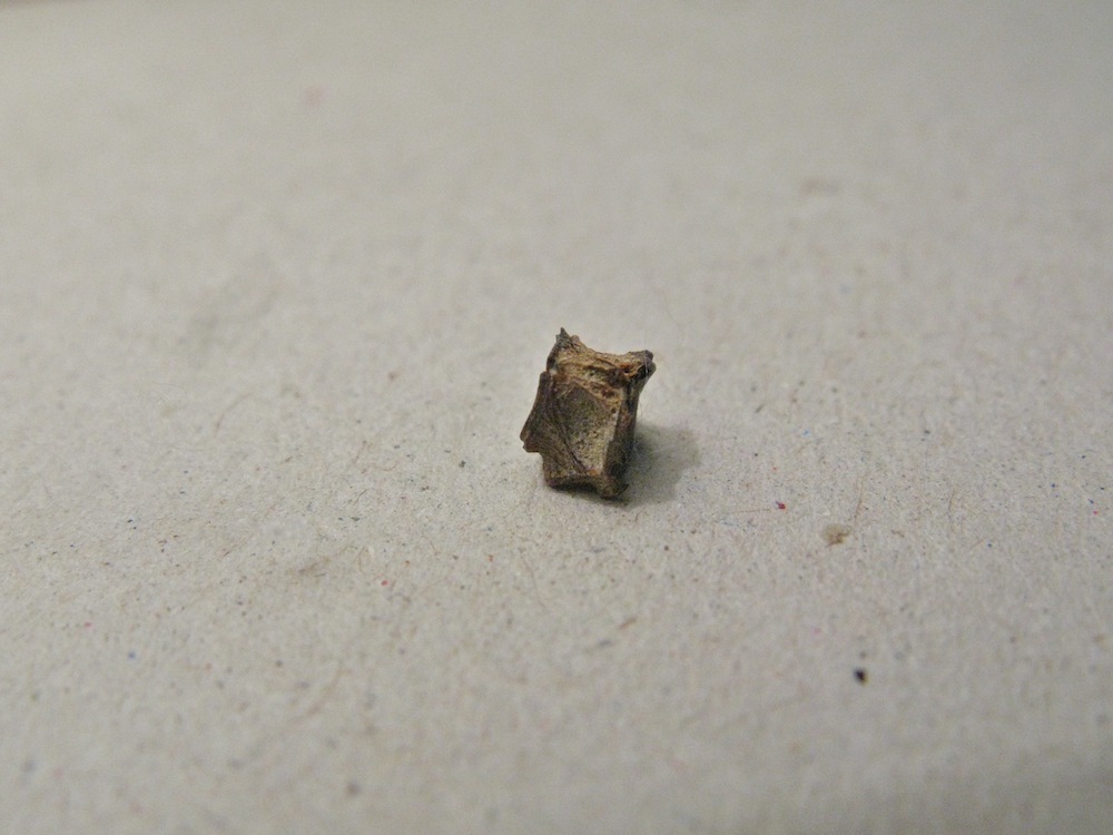 Piccola vertebra?